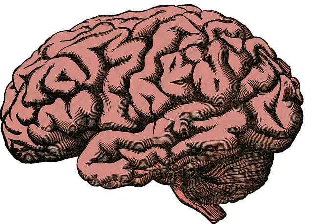 human brain gujarati