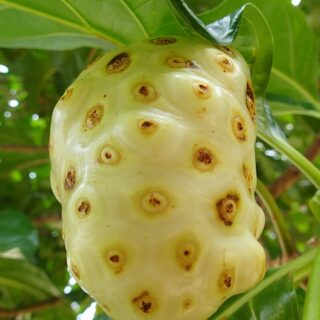 noni fruit