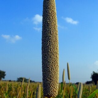 વજન ઉતારવા માટે